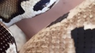 Ball Python (Python regius) 