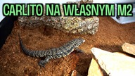ZBUDOWALIŚMY POTĘŻNY WYBIEG DLA TEJU! 