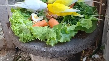 Papużki faliste jedzą zieleninę