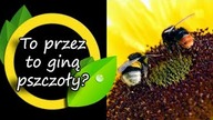 To przez nie giną pszczoły!