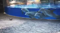 Delfiny zafascynowane wiewiórkami bawiącymi się koło ich zbiornika