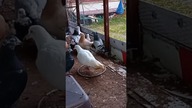 Sterylność i estetyka przyzwyczajenie i trend.  #egzotyka #birds #fus #pigeon #kabootar