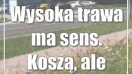 Wysoka trawa ma sens.  Koszą, ale rzadziej