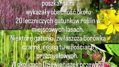 Dziewieniszki.  Rośliny lecznicze w miejscowych lasach.  Dieveniškės.  Vaistiniai augalai miškuose.