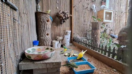 W Garden kuRaż * Świergotki