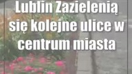 Lublin: Zazielenią się kolejne ulice w centrum miasta