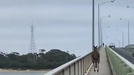 Tymczasem w Australii