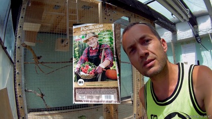 Odc. 478-Czy w bananach ze sklepu są nasiona,jaka ziemia,jaki nawóz, podlewanie roślin egzotycznych.