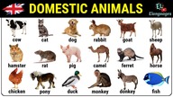 Domestic Animals in English - Vocabulary with Pictures & Pronunciation