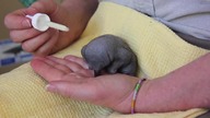 Mała kolczatka z Taronga Zoo