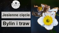 jesienne ciecie bylin i traw ozdobnych