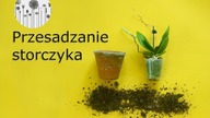 Jak przesadzić storczyka? Przesadzanie, sadzenie storczyk&oacute;w.  Pielęgnacja Phalaenopsis