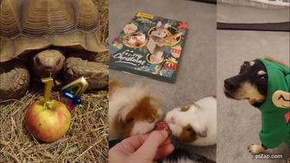 Vlogmas 19 Czternaste urodziny Zuzi