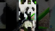 3 CIEKAWOSTKI O PANDACH