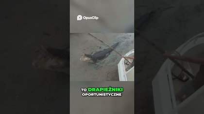 Krokodyle Olbrzymy Jak Polują Największe Drapieżniki Świata #dokument #ciekawostki #tajemnice