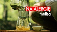 Zioła na alergię: MELISA. Czajnikowy.pl