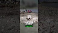 Czerwony przypływ! Toksyczne zagrożenie dla życia morskiego i ludzi #viral #ciekawe