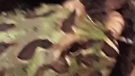 Ceratophrys cranwelli feeding  #żaba #żabarogata