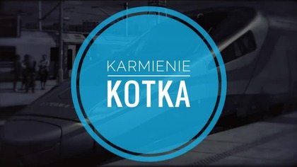 Karmienie kotka