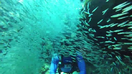 GoPro: milion ryb