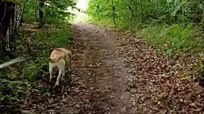 Deszczowy las z Rubikiem! Pogadanka przed burzą! Q&A z dyskusji z wędrówki! Zmienna Pogoda!