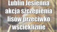 Lublin: Jesienna akcja szczepienia lisów przeciwko wściekliźnie
