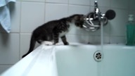Cat vs Water - Kot vs Woda