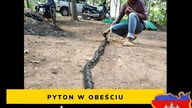 Kambodża - Pyton w obejściu (odc.  32)