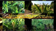 Przegląd w szklarni. Cz.  Nr 5 Odc-813. Cytrusy,brugmansje,bananowce,palmy,papaje,temperatura-itd