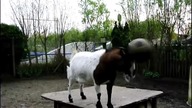 Koza vs Piłka