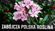 JEŚLI ZOBACZYSZ TĘ ROŚLINĘ, LEPIEJ UCIEKAJ!