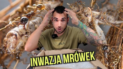 W dzisiejszym odcinku otwieram paczkę z prawdziwą puszką pandory!
Od dzisiaj zaczynamy serię związaną z młodą kolonią Carebara diversa. Mrówki w odpowiednich warunkach potrafią w szybkim tempie osiągnąć liczebność paru/ parunastu/ parudziesięciu tysięcy robotnic! W warunkach naturalnych mrowiska nie jednokrotnie potrafią liczyć nawet pół miliona mrówek 
Kolejną ciekawostką jest fakt, że major potrafi być do 550x cięższy od zwykłej robotnicy... ciekawe czy uda nam się wyprowadzić kolonię do takiej skali 
Mrówki NIE są polecane początkującym ze względu na: Szybkie tempo rozwoju, małe rozmiary robotnic powodujące łatwość w ucieczkach, trudne warunki hodowlane, oraz fakt, że są to mrówki żądlące (ale combo ) Przy okazji kolonie są podatne na inwazje roztoczy czego rezultatem może być utrata ciągłości w produkcji potomstwa (czyli nowych robotnic)
Czy kolonia u mnie przeżyje?Czas pokaże, ale oczywiście nie wykluczone, że nie... Będę Was ze wszystkim informował na bierząco


Dzisiejszy prezent dostałem od Antsinvasion.pl
Kolonia z filmu tutaj: https://antsinvasion.pl/carebara-diversa


Wpadnij po więcej do mnie na Instagram https://www.instagram.com/kuba_ptasznik_zajac/


Jeśli chcesz mieć dostęp przedpremierowych filmów bez reklam, oraz innych benefitów, to zachęcam do wsparcia w rozwoju kanału tutaj: https://patronite.pl/KubaPtasznikZajac


Kontakt biznesowy: ptaszniki.zajaca.yt@gmail.com
