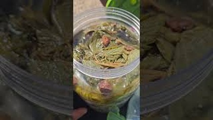 #ferment z ziół  #diy