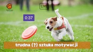 Motywacja psa - czy to trudna sztuka?