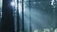 Blue Elements - Forsenses 2 Timber