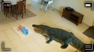 Dzikie Zwierzęta Atakujące Ludzi Uchwycone Na Kamerze