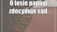 O losie papugi zdecyduje sąd.  Na razie trafiła do ZOO