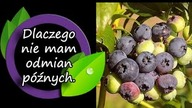 Dlaczego pozbyłem się odmian późnych borówki.