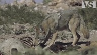 DOLINA ŚMIERCI Ekstremalne Przetrwanie w Piekle Ameryki Film Dok