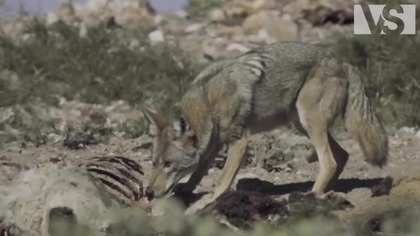 DOLINA ŚMIERCI Ekstremalne Przetrwanie w Piekle Ameryki Film Dok