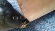 Śpiewający karp