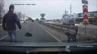 Ludzie niosą pomoc zwierzętom