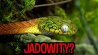 Nowy NADRZEWNY WĄŻ Z AZJI  Boiga cynaea