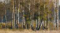 Narew - Od źr&oacute;deł do ujścia (2023) LektorPL