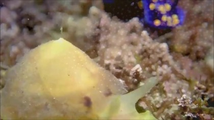 The stunning beauty of the NUDIBRANCHES