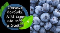 Uprawa borówki.  Nikt tego nie robi, a każdy powinien!