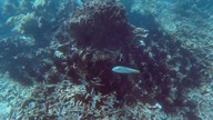 Snorkling w Tajlandii i Bezludna Wyspa
