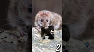 3 CIEKAWOSTKI O SZCZURACH