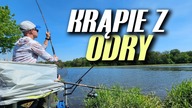 491 FEEDER KRĄPIE - GDY SZUKASZ LESZCZA, A ON...