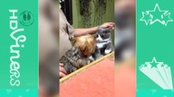 Funny Cats and Dogs - Cats Vs.  Dogs | Funny Animals Compilation - HDViners✔
